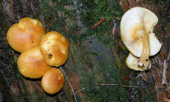 Gymnopilus sapineus .